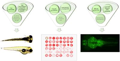 Zebrafish as a robust preclinical platform for screening plant-derived drugs with anticonvulsant properties—a review